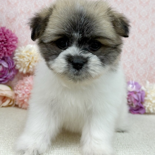 千葉県のハーフ犬・ミックス犬 (かねだい四街道店/2025年12月6日生まれ/女の子/その他色)の子犬の2枚目の画像