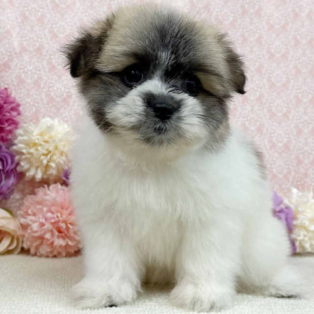 千葉県のハーフ犬・ミックス犬 (かねだい四街道店/2025年12月6日生まれ/女の子/その他色)の子犬の3枚目の画像