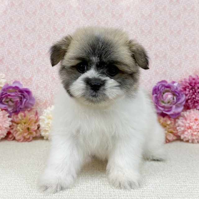 千葉県のハーフ犬・ミックス犬 (かねだい四街道店/2025年12月6日生まれ/女の子/その他色)の子犬の4枚目の画像