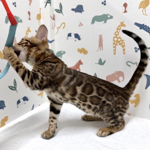 東京都のベンガル (かねだい足立店/2025年12月6日生まれ/男の子/ブラウンスポットタビー)の子猫の4枚目の画像