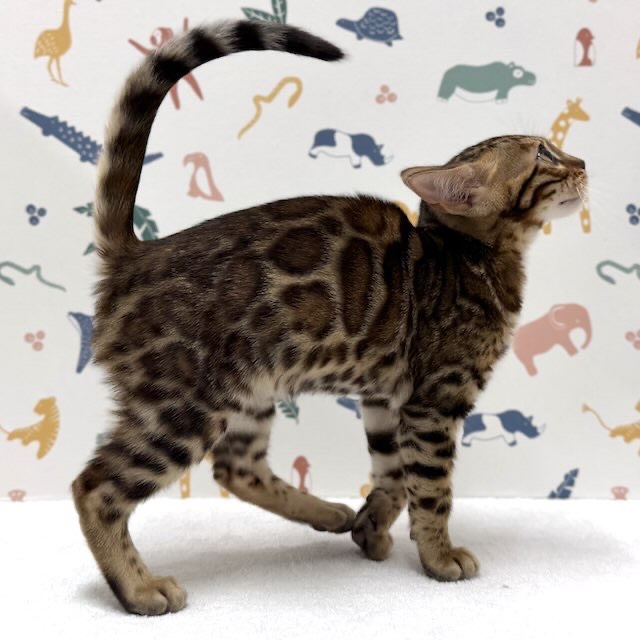 東京都のベンガル (かねだい足立店/2025年12月6日生まれ/男の子/ブラウンスポットタビー)の子猫の3枚目の画像