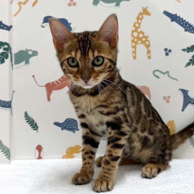 東京都のベンガル (かねだい足立店/2025年12月6日生まれ/男の子/ブラウンスポットタビー)の子猫の1枚目の画像