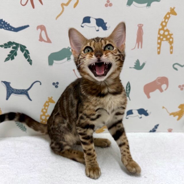 東京都のベンガル (かねだい足立店/2025年12月6日生まれ/男の子/ブラウンスポットタビー)の子猫の2枚目の画像