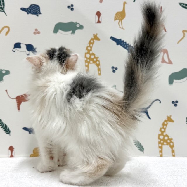 東京都のラガマフィン (かねだい足立店/2025年12月5日生まれ/女の子/ブルーパッチドタビーホワイト)の子猫の4枚目の画像