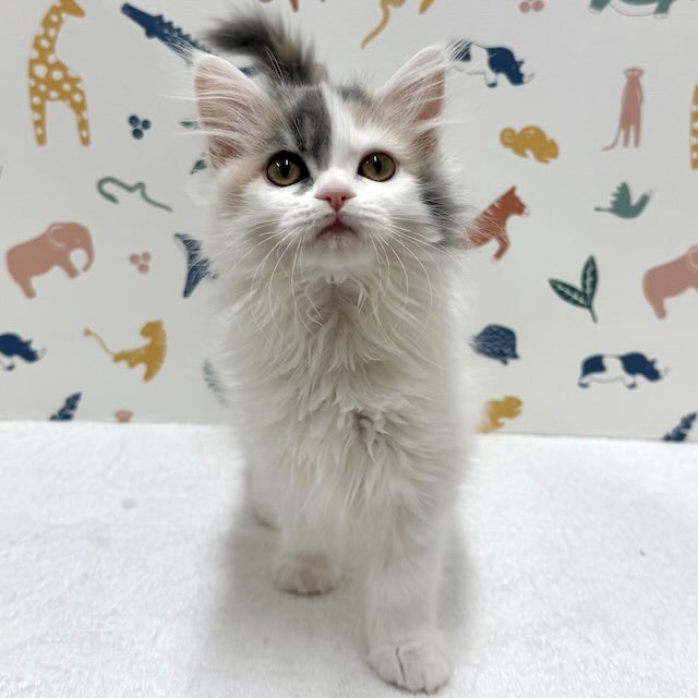 東京都のラガマフィン (かねだい足立店/2025年12月5日生まれ/女の子/ブルーパッチドタビーホワイト)の子猫の1枚目の画像