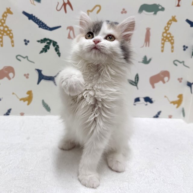 東京都のラガマフィン (かねだい足立店/2025年12月5日生まれ/女の子/ブルーパッチドタビーホワイト)の子猫の3枚目の画像