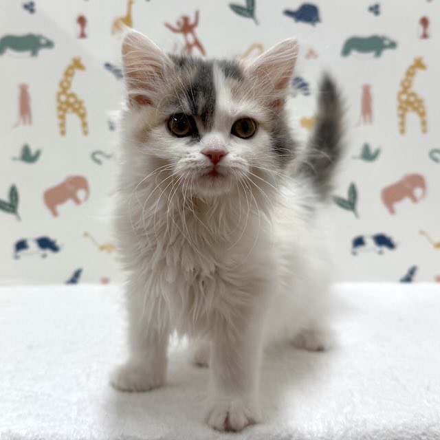 東京都のラガマフィン (かねだい足立店/2025年12月5日生まれ/女の子/ブルーパッチドタビーホワイト)の子猫の2枚目の画像