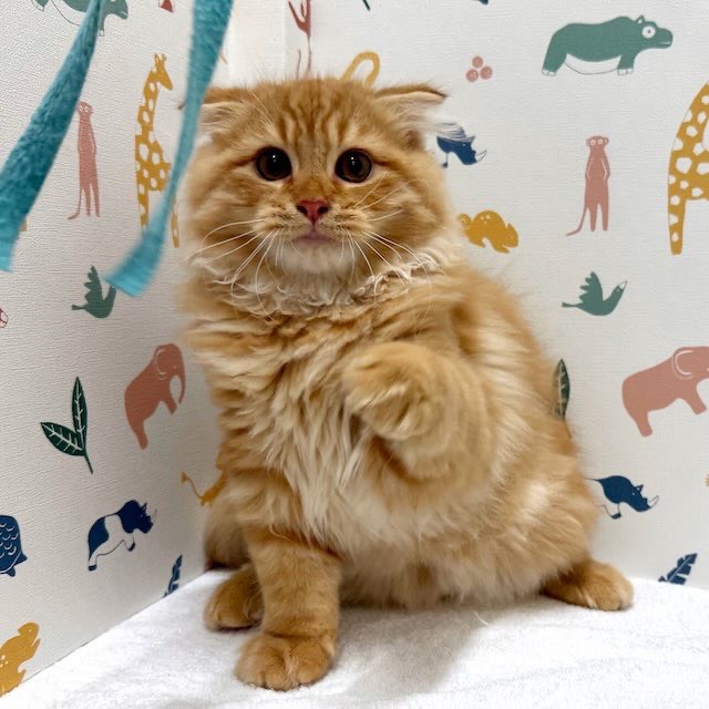 東京都のスコティッシュフォールド (かねだい足立店/2025年11月21日生まれ/男の子/レッドタビー)の子猫の2枚目の画像
