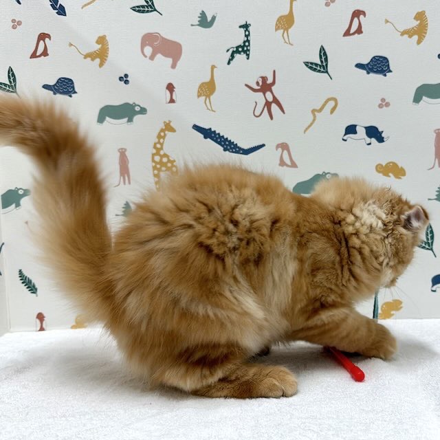 東京都のスコティッシュフォールド (かねだい足立店/2025年11月21日生まれ/男の子/レッドタビー)の子猫の3枚目の画像