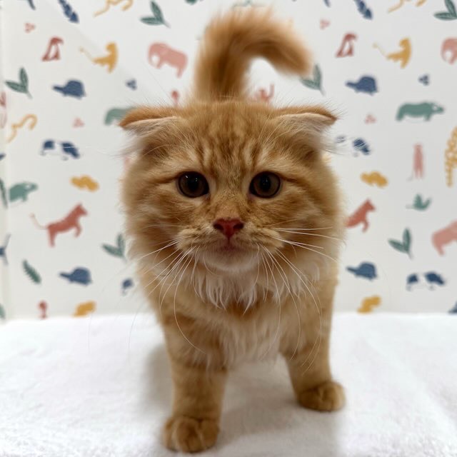 東京都のスコティッシュフォールド (かねだい足立店/2025年11月21日生まれ/男の子/レッドタビー)の子猫の1枚目の画像