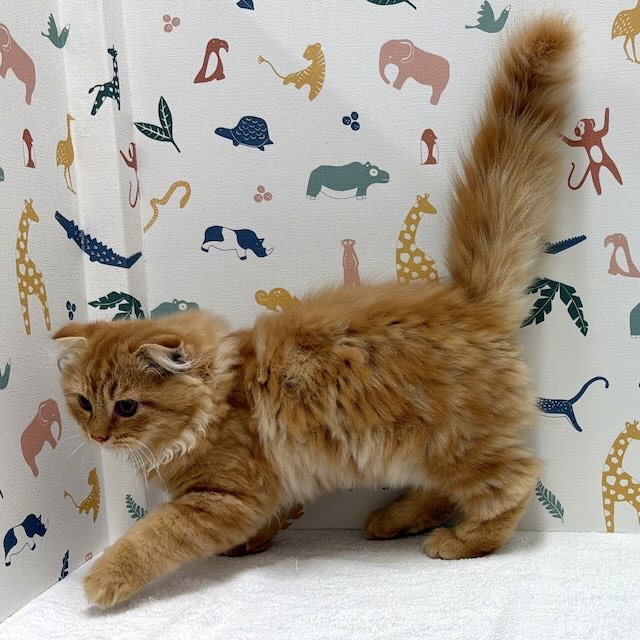 東京都のスコティッシュフォールド (かねだい足立店/2025年11月21日生まれ/男の子/レッドタビー)の子猫の4枚目の画像