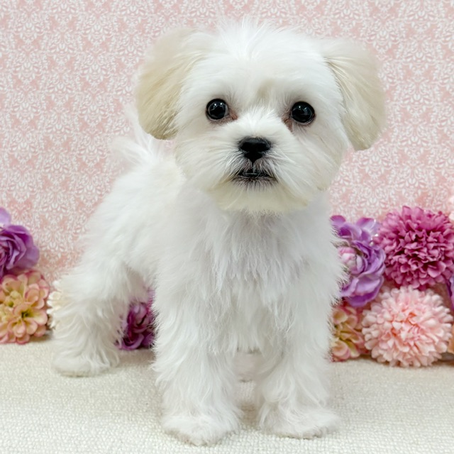 千葉県のハーフ犬・ミックス犬 (かねだい四街道店/2025年11月29日生まれ/男の子/クリーム)の子犬の1枚目の画像