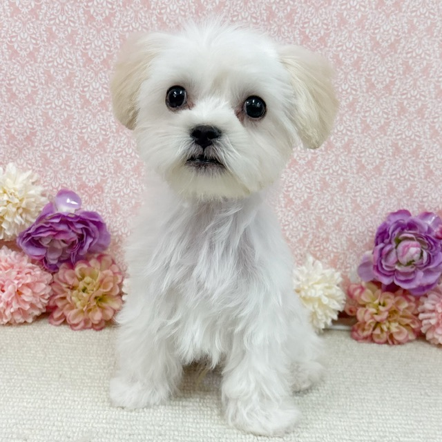 千葉県のハーフ犬・ミックス犬 (かねだい四街道店/2025年11月29日生まれ/男の子/クリーム)の子犬の2枚目の画像