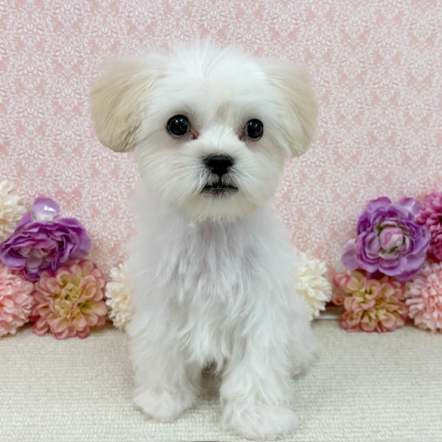 千葉県のハーフ犬・ミックス犬 (かねだい四街道店/2025年11月29日生まれ/男の子/クリーム)の子犬の4枚目の画像