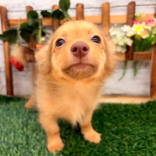 埼玉県のポメックス(ポメラニアン×ダックス) (かねだい所沢店/2025年11月21日生まれ/女の子/チョコレートタン)の子犬の2枚目の画像