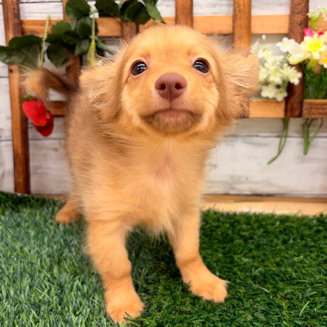 埼玉県のポメックス(ポメラニアン×ダックス) (かねだい所沢店/2025年11月21日生まれ/女の子/チョコレートタン)の子犬の3枚目の画像