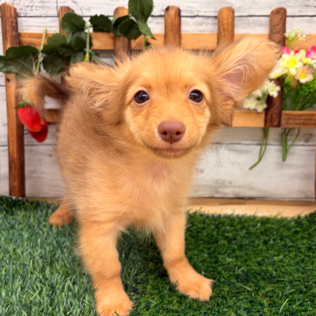 埼玉県のポメックス(ポメラニアン×ダックス) (かねだい所沢店/2025年11月21日生まれ/女の子/チョコレートタン)の子犬の4枚目の画像