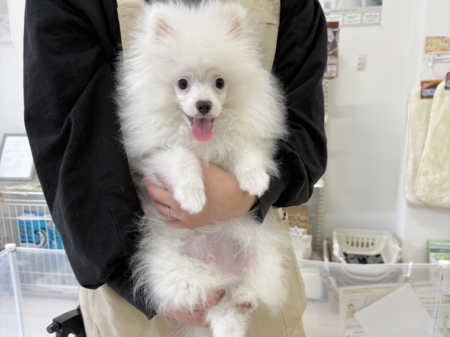群馬県のポメラニアン (かねだいペットトライアル前橋/2025年11月23日生まれ/男の子/ホワイト)の子犬の4枚目の画像