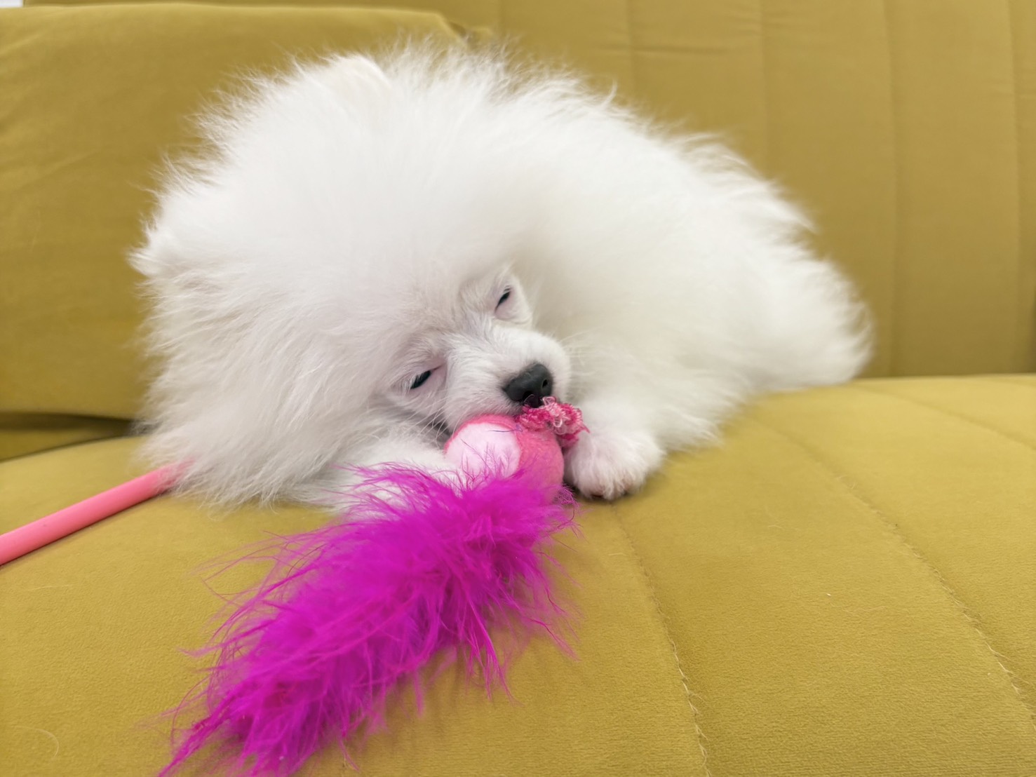 群馬県のポメラニアン (かねだいペットトライアル前橋/2025年11月23日生まれ/男の子/ホワイト)の子犬の2枚目の画像