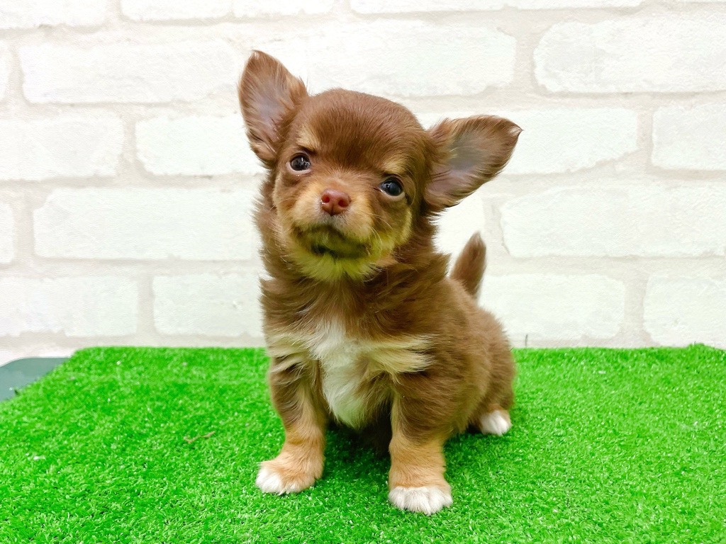 東京都のチワワ(ロング) (かねだい立川店/2025年12月27日生まれ/女の子/チョコレートタンホワイト)の子犬の1枚目の画像