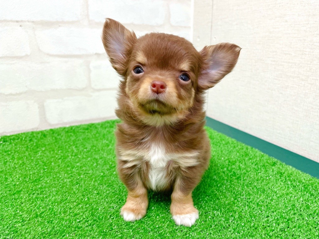 東京都のチワワ(ロング) (かねだい立川店/2025年12月27日生まれ/女の子/チョコレートタンホワイト)の子犬の3枚目の画像