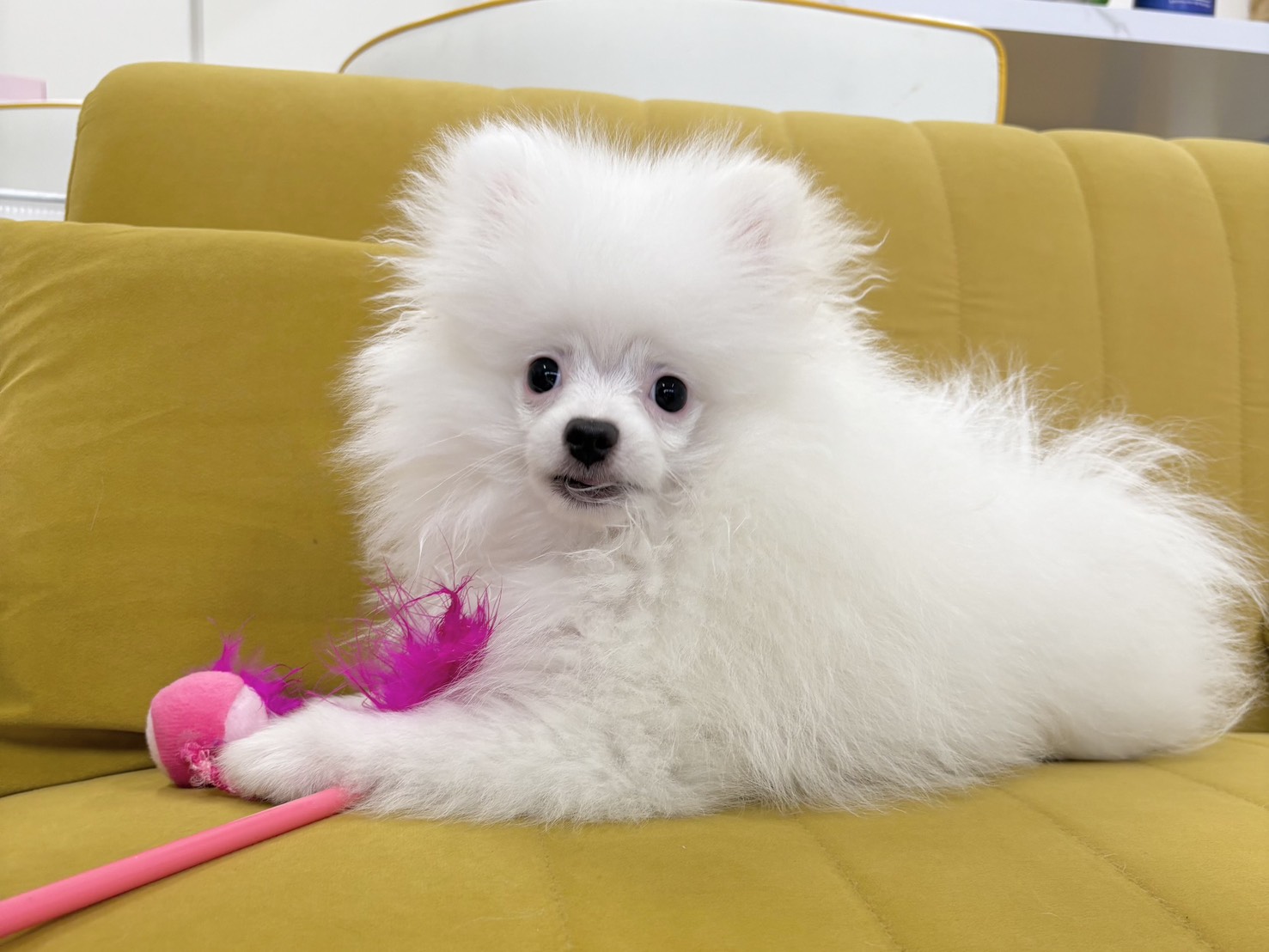 群馬県のポメラニアン (かねだいペットトライアル前橋/2025年11月23日生まれ/男の子/ホワイト)の子犬の1枚目の画像