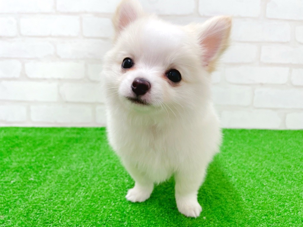 東京都のチワワ(ロング) (かねだい立川店/2025年12月19日生まれ/男の子/クリーム)の子犬の1枚目の画像