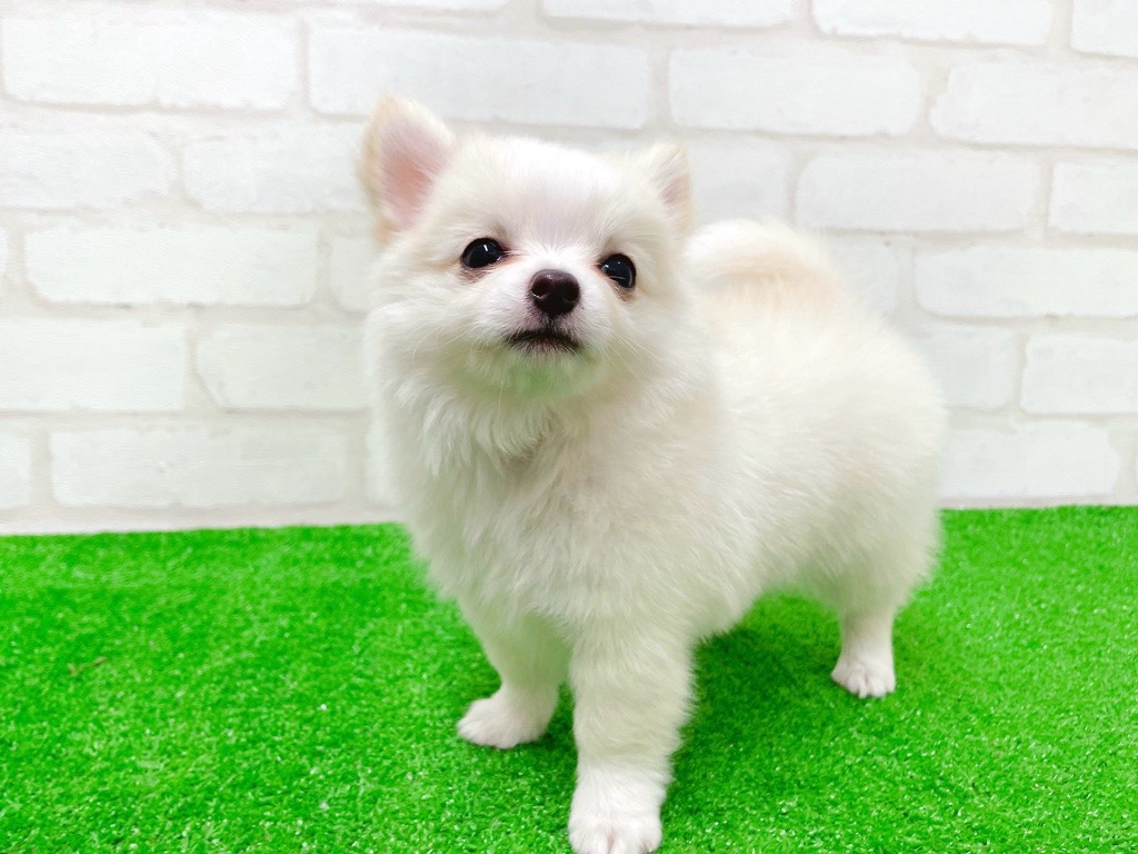 東京都のチワワ(ロング) (かねだい立川店/2025年12月19日生まれ/男の子/クリーム)の子犬の2枚目の画像