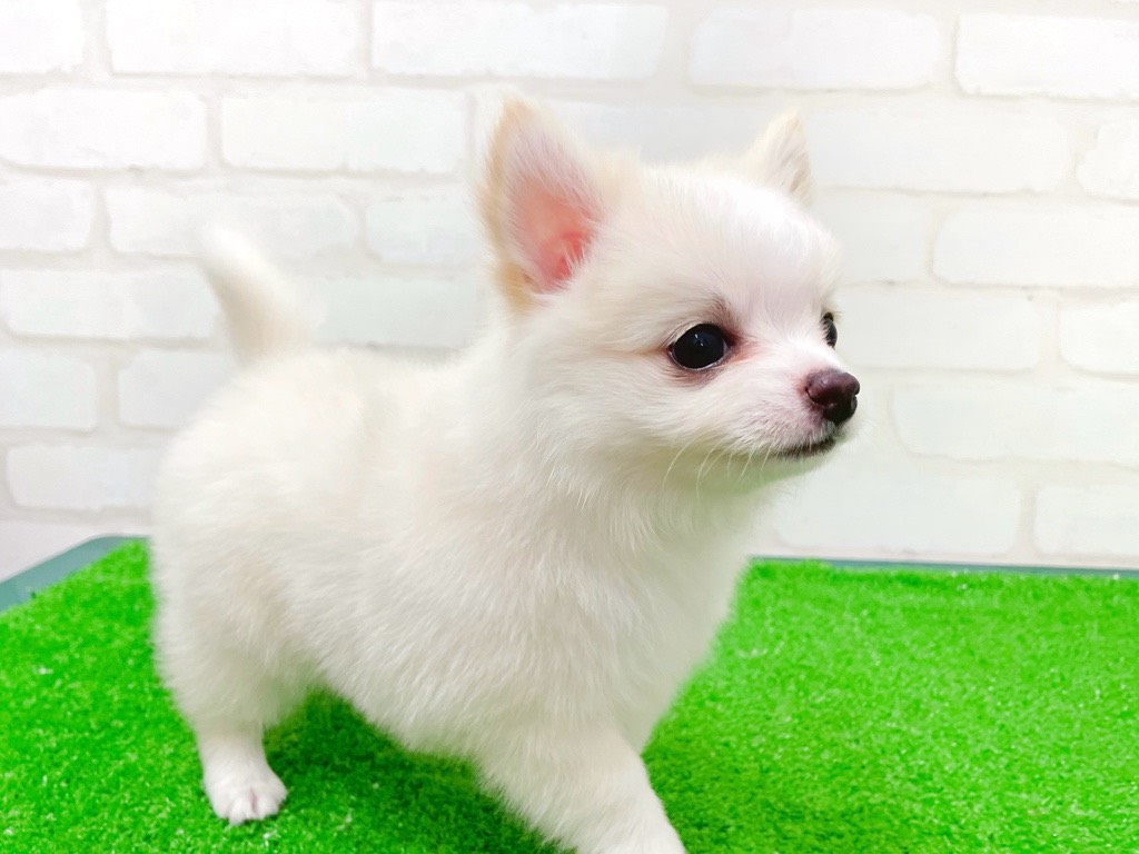 東京都のチワワ(ロング) (かねだい立川店/2025年12月19日生まれ/男の子/クリーム)の子犬の3枚目の画像