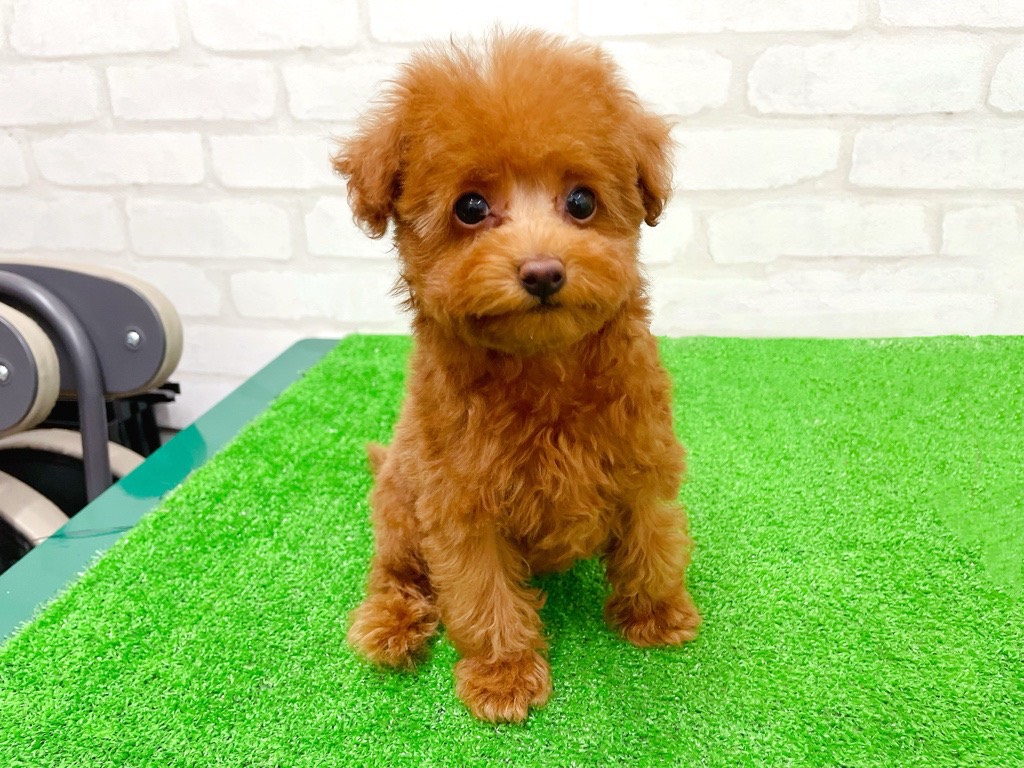 東京都のトイプードル(トイ) (かねだい立川店/2025年12月13日生まれ/女の子/レッド)の子犬の2枚目の画像