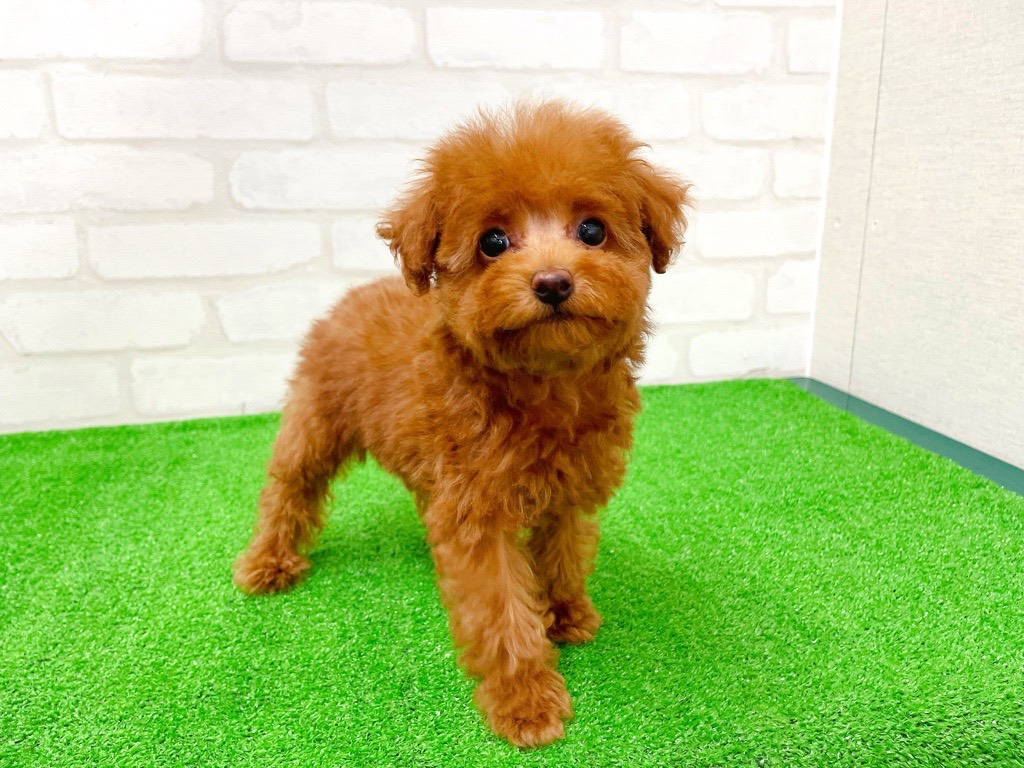 東京都のトイプードル(トイ) (かねだい立川店/2025年12月13日生まれ/女の子/レッド)の子犬の3枚目の画像