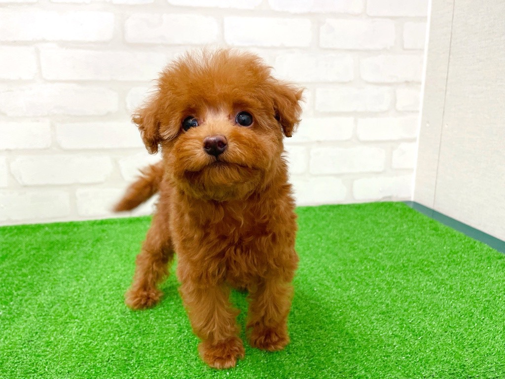 東京都のトイプードル(トイ) (かねだい立川店/2025年12月13日生まれ/女の子/レッド)の子犬の1枚目の画像