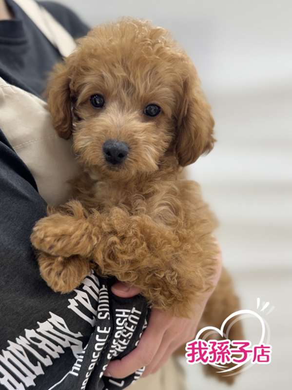 千葉県のトイプードル(トイ) (かねだい我孫子店/2025年11月23日生まれ/男の子/レッド)の子犬の1枚目の画像