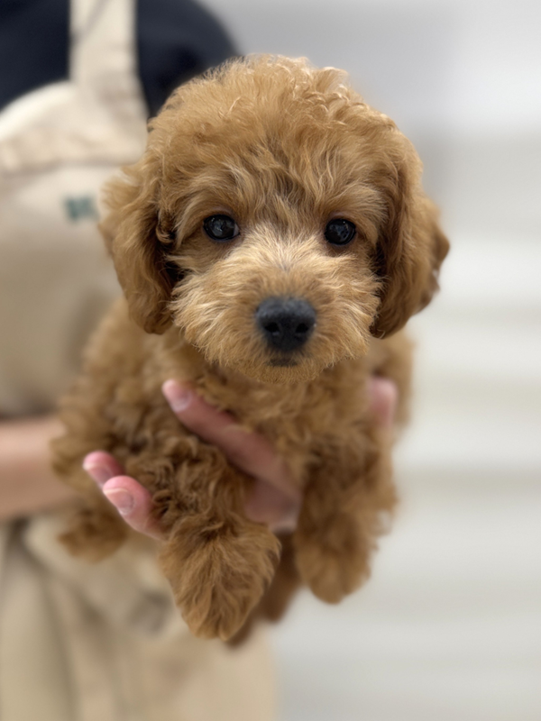 千葉県のトイプードル(トイ) (かねだい我孫子店/2025年11月23日生まれ/男の子/レッド)の子犬の2枚目の画像