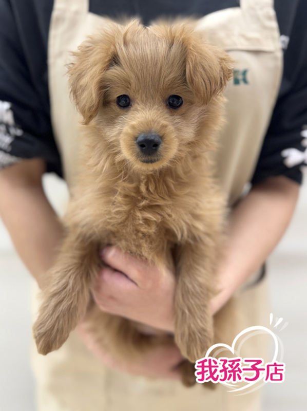 千葉県のポメプー(ポメラニアン×プードル) (かねだい我孫子店/2025年12月14日生まれ/女の子/レッド)の子犬