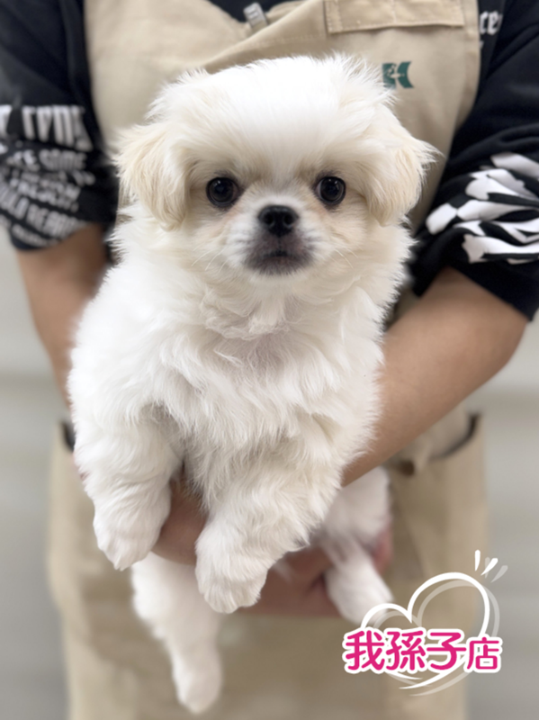 千葉県のチワペキ/ペキチー/ペキチワ(チワワ×ペキニーズ) (かねだい我孫子店/2025年12月17日生まれ/男の子/ホワイトクリーム)の子犬