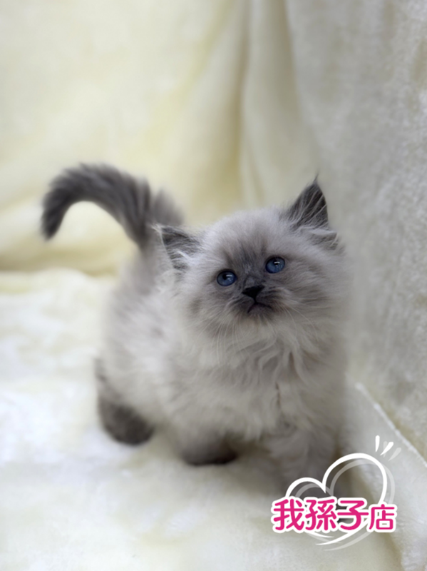 千葉県のネヴァマスカレード (かねだい我孫子店/2026年1月3日生まれ/女の子/ブルーリンクスポイント)の子猫の1枚目の画像