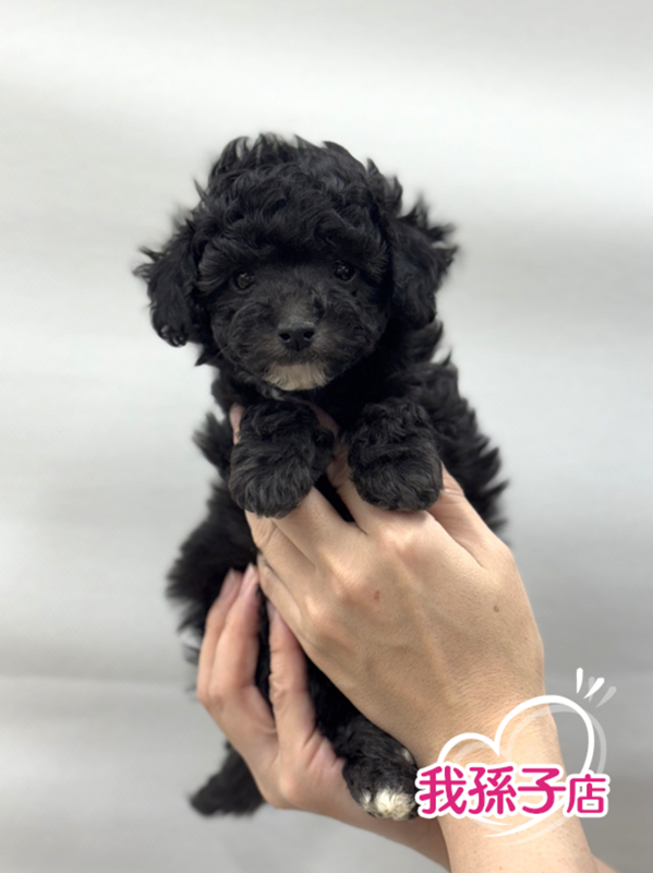 千葉県のハーフ犬・ミックス犬 (かねだい我孫子店/2026年1月1日生まれ/男の子/ブラックホワイト)の子犬