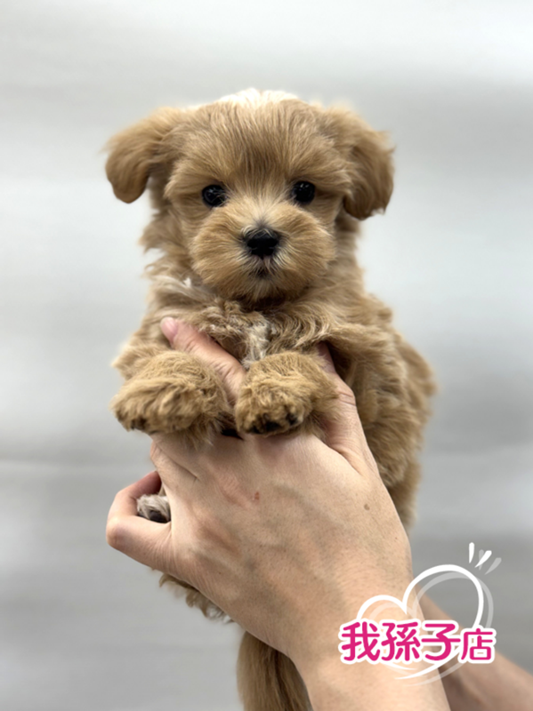 千葉県のマルプー(マルチーズ×プードル) (かねだい我孫子店/2026年1月2日生まれ/男の子/その他色)の子犬の1枚目の画像