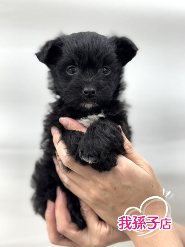 千葉県のマルプー(マルチーズ×プードル) (かねだい我孫子店/2026年1月1日生まれ/男の子/ブラックホワイト)の子犬の1枚目の画像