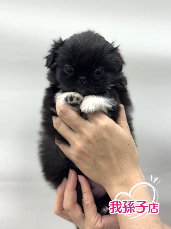 千葉県のペキニーズ (かねだい我孫子店/2026年1月3日生まれ/女の子/ブラックホワイト)の子犬の1枚目の画像
