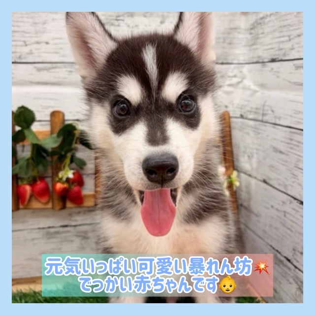 埼玉県のシベリアンハスキー (かねだい所沢店/2025年11月8日生まれ/男の子/ブラックホワイト)の子犬の1枚目の画像