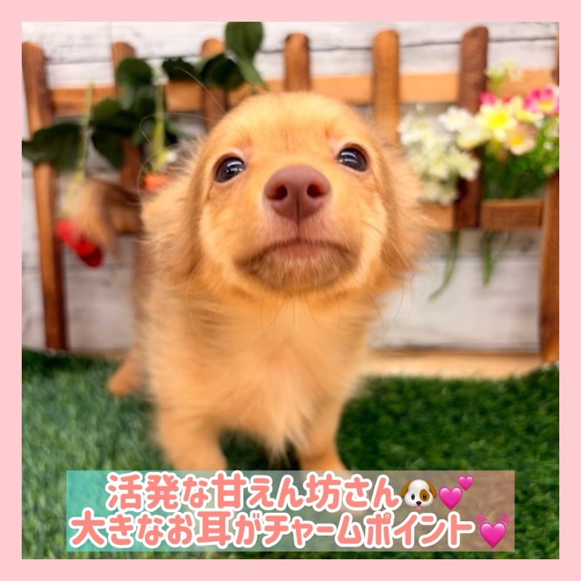 埼玉県のポメックス(ポメラニアン×ダックス) (かねだい所沢店/2025年11月21日生まれ/女の子/チョコレートタン)の子犬の1枚目の画像