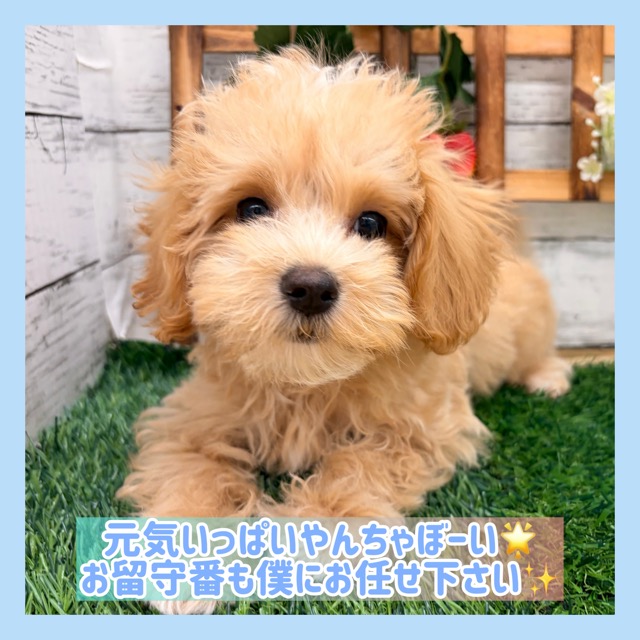 埼玉県のマルプー(マルチーズ×プードル) (かねだい所沢店/2025年11月22日生まれ/男の子/その他色)の子犬の1枚目の画像