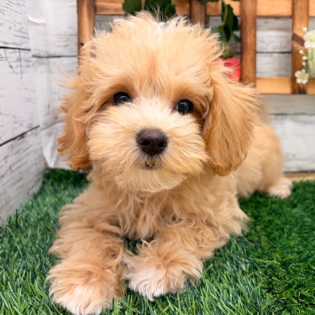 埼玉県のマルプー(マルチーズ×プードル) (かねだい所沢店/2025年11月22日生まれ/男の子/その他色)の子犬の2枚目の画像