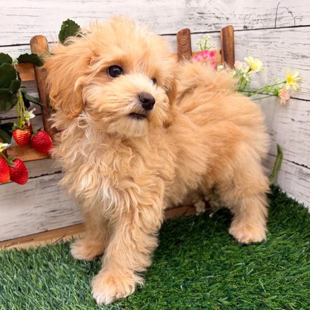 埼玉県のマルプー(マルチーズ×プードル) (かねだい所沢店/2025年11月22日生まれ/男の子/その他色)の子犬の3枚目の画像