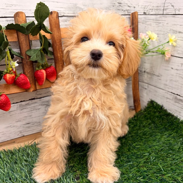 埼玉県のマルプー(マルチーズ×プードル) (かねだい所沢店/2025年11月22日生まれ/男の子/その他色)の子犬の4枚目の画像