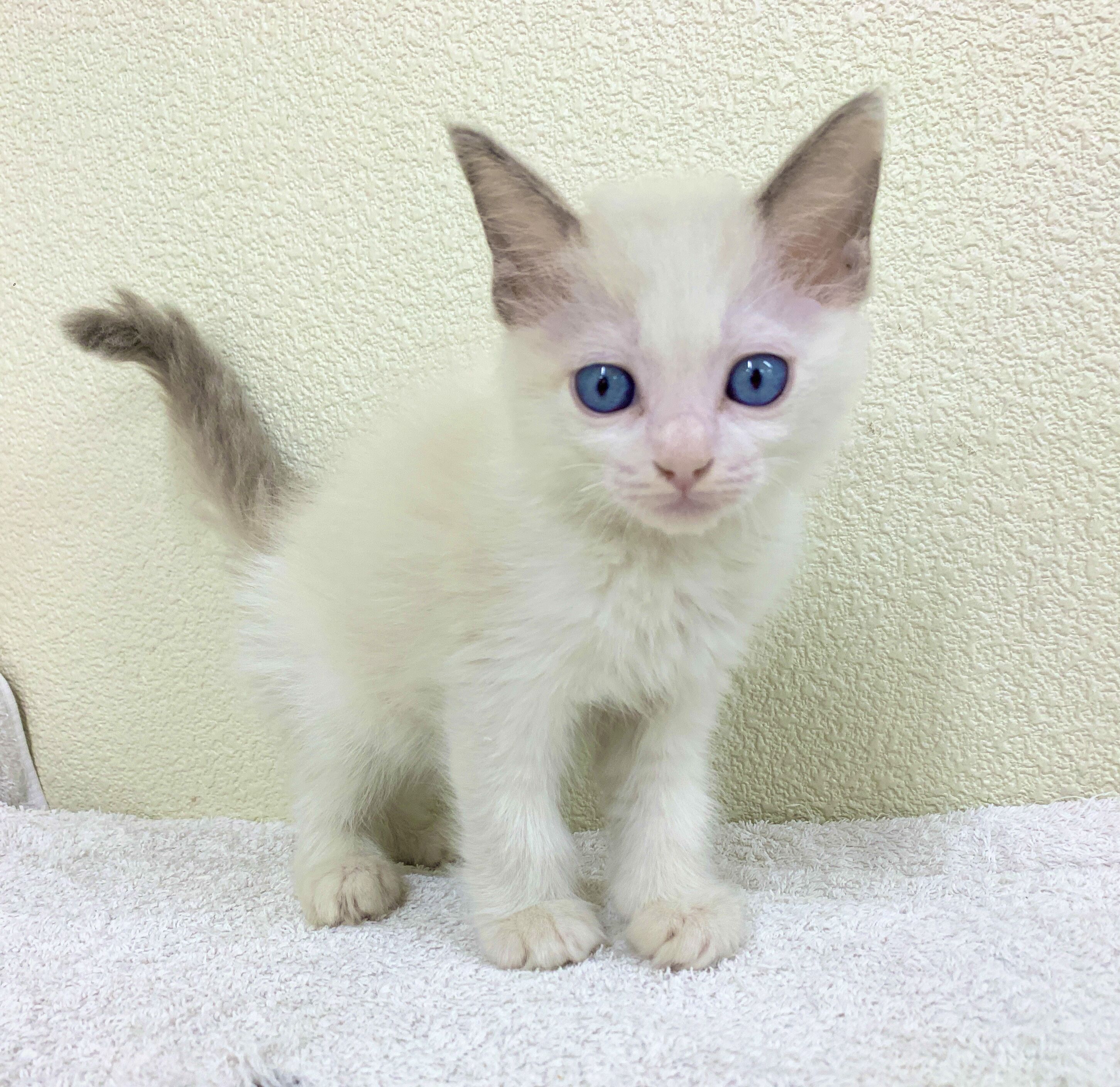 神奈川県のラグドール (かねだい伊勢原店/2026年1月9日生まれ/男の子/ブルーポイントバイカラー)の子猫