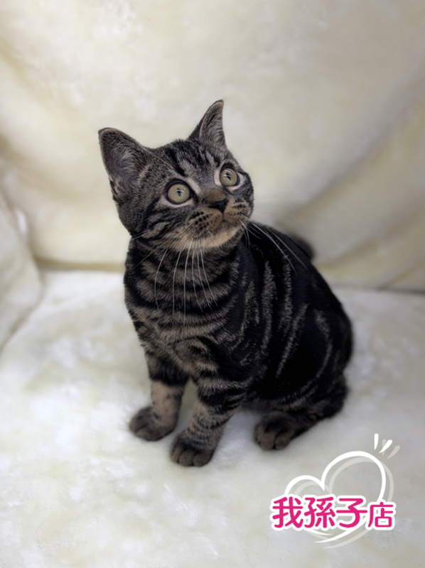 千葉県のアメリカンショートヘアー (かねだい我孫子店/2025年10月30日生まれ/男の子/ブラウンタビー)の子猫の1枚目の画像