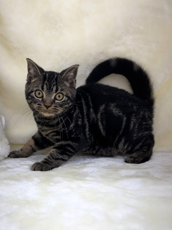 千葉県のアメリカンショートヘアー (かねだい我孫子店/2025年10月30日生まれ/男の子/ブラウンタビー)の子猫の2枚目の画像
